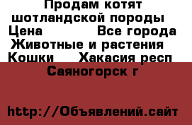 Продам котят шотландской породы › Цена ­ 2 000 - Все города Животные и растения » Кошки   . Хакасия респ.,Саяногорск г.